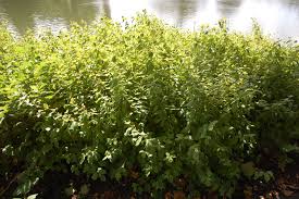 Attēlu rezultāti vaicājumam “Cornus sanguinea”