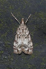 Attēlu rezultāti vaicājumam “Eudonia lacustrata”