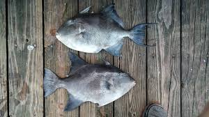 Image result for Balistes capriscus