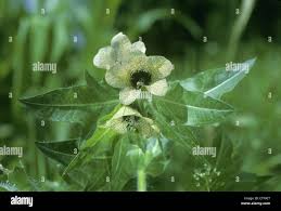 Attēlu rezultāti vaicājumam “Hyoscyamus niger flower”