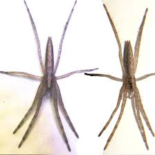 Attēlu rezultāti vaicājumam “Miturgidae”