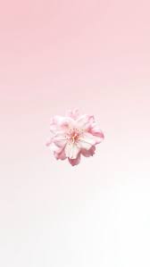 Image result for розовые обои