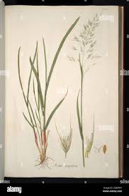 Attēlu rezultāti vaicājumam “Helictotrichon pubescens”