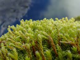 Attēlu rezultāti vaicājumam “Hedwigia ciliata sporophyte”