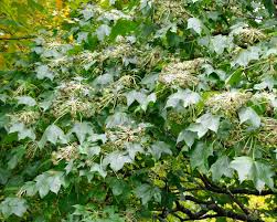 Attēlu rezultāti vaicājumam “Kalopanax septemlobus fruit”