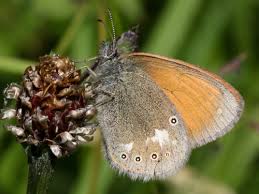 Attēlu rezultāti vaicājumam “Coenonympha glycerion underside”