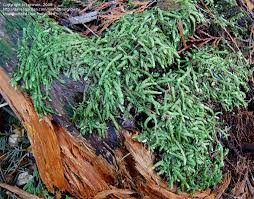 Attēlu rezultāti vaicājumam “Plagiothecium undulatum”