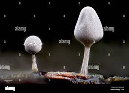 Attēlu rezultāti vaicājumam “Heterotrichia pomiformis (syn. Arcyria pomiformis) spores”