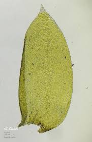 Attēlu rezultāti vaicājumam “Neckera complanata”