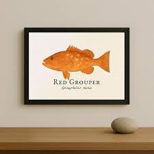 Image result for Epinephelus morio