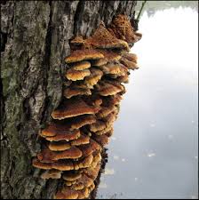 Attēlu rezultāti vaicājumam “Inonotus radiatus”