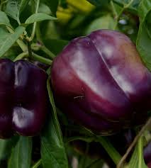 Afbeeldingsresultaat voor purple beauty sweet pepper