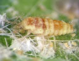 Attēlu rezultāti vaicājumam “Coniopterygidae”