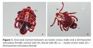 Attēlu rezultāti vaicājumam “Ixodes male”