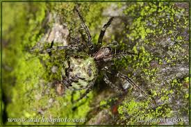 Attēlu rezultāti vaicājumam “Gibbaranea gibbosa”