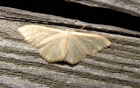 Attēlu rezultāti vaicājumam “Idaea straminata”