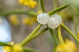 Attēlu rezultāti vaicājumam “Viscum album fruit”