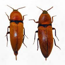 Attēlu rezultāti vaicājumam “Elateridae”