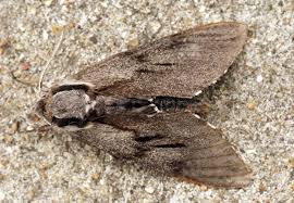 Attēlu rezultāti vaicājumam “Sphinx pinastri”