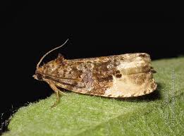 Attēlu rezultāti vaicājumam “Hedya nubiferana”