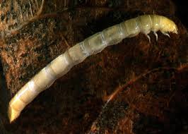 Attēlu rezultāti vaicājumam “Pyrochroidae larva”