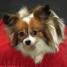 Image result for papillon