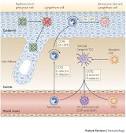 <b>Langerhans cells</b> and other