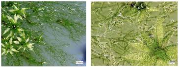 Attēlu rezultāti vaicājumam “Saelania glaucescens sporophyte”