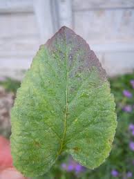 Attēlu rezultāti vaicājumam “Campanula rapunculoides leaf”