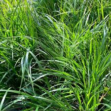 Attēlu rezultāti vaicājumam “Festuca altissima flower”