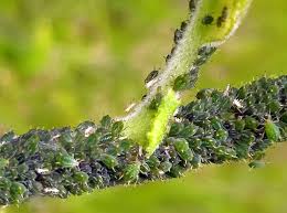 Attēlu rezultāti vaicājumam “Aphis farinosa”