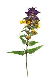 Attēlu rezultāti vaicājumam “Melampyrum nemorosum flower”