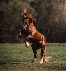 Image result for chestnut friesian