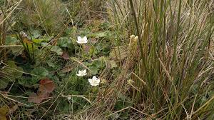 Attēlu rezultāti vaicājumam “Parnassia palustris”