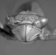 Attēlu rezultāti vaicājumam “Leucorrhinia rubicunda”