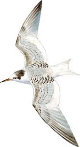 Attēlu rezultāti vaicājumam “Sternula albifrons”