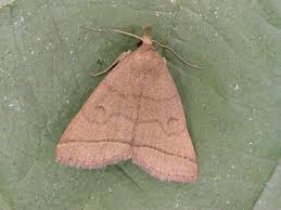 Attēlu rezultāti vaicājumam “Zanclognatha tarsipennalis”