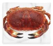 Image result for Cancer pagurus