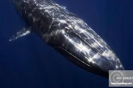 Image result for Balaenoptera omurai