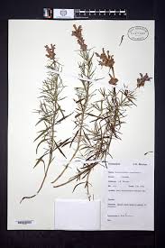 Attēlu rezultāti vaicājumam “Dracocephalum ruyschiana leaf”