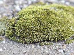 Attēlu rezultāti vaicājumam “Bryum funkii”