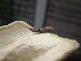 Attēlu rezultāti vaicājumam “Ortholepis betulae”