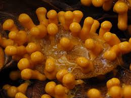 Attēlu rezultāti vaicājumam “Trichia, Hemitrichia sp.”