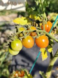 Afbeeldingsresultaat voor rose quartz tomato