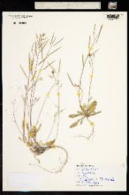 Attēlu rezultāti vaicājumam “Diplotaxis muralis fruit”