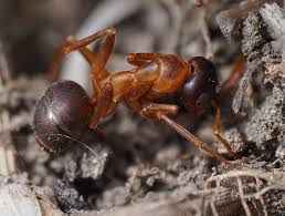Attēlu rezultāti vaicājumam “Formica rufa”
