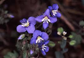 Attēlu rezultāti vaicājumam “Plantaginaceae”