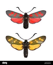 Attēlu rezultāti vaicājumam “Zygaena filipendulae”