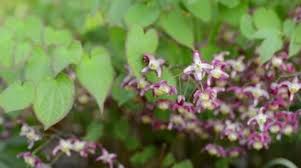 Attēlu rezultāti vaicājumam “Epimedium alpinum”
