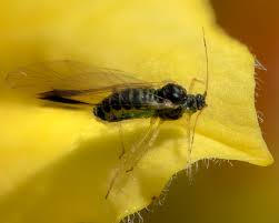 Attēlu rezultāti vaicājumam “Drepanosiphum platanoidis”